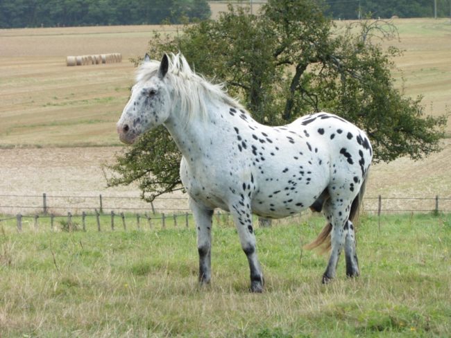 72-20160823094619-5180_o